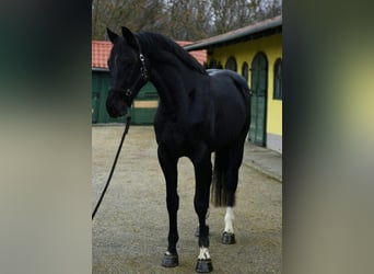 KWPN, Hengst, 4 Jahre, 170 cm