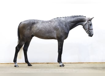 KWPN, Hengst, 4 Jahre, 171 cm, Schimmel