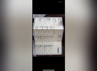 KWPN, Hengst, 4 Jahre, 172 cm, Dunkelbrauner