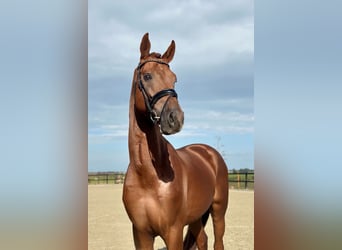 KWPN, Hengst, 4 Jahre, 172 cm, Fuchs