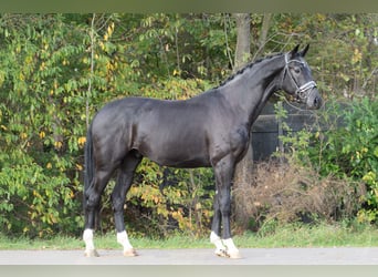 KWPN, Hengst, 4 Jahre, 172 cm, Rappe