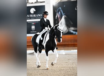 KWPN, Hengst, 4 Jahre, 172 cm, Schecke