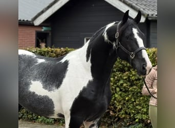 KWPN, Hengst, 4 Jahre, 172 cm, Schecke