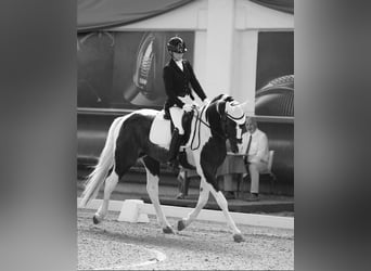KWPN, Hengst, 4 Jahre, 172 cm, Schecke