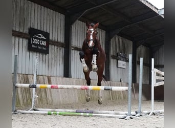 KWPN, Hengst, 4 Jahre, 173 cm, Rotbrauner