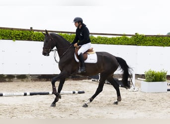 KWPN, Hengst, 4 Jahre, 173 cm, Schwarzbrauner