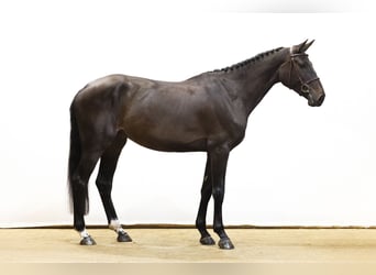 KWPN, Hengst, 4 Jahre, 173 cm, Schwarzbrauner