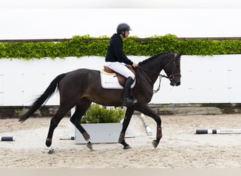 KWPN, Hengst, 4 Jahre, 173 cm, Schwarzbrauner