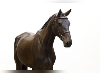 KWPN, Hengst, 4 Jahre, 173 cm, Schwarzbrauner