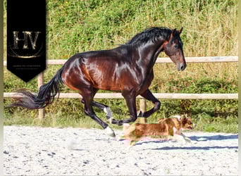 KWPN, Hengst, 4 Jahre, 175 cm, Brauner