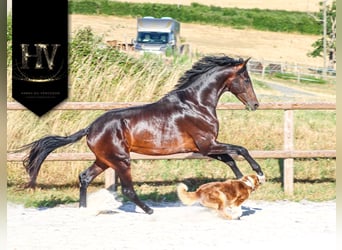 KWPN, Hengst, 4 Jahre, 175 cm, Brauner