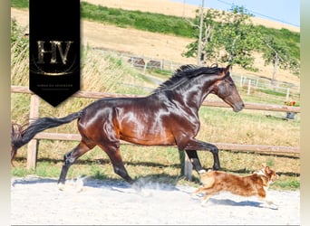 KWPN, Hengst, 4 Jahre, 175 cm, Brauner
