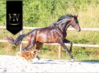 KWPN, Hengst, 4 Jahre, 175 cm, Brauner