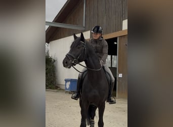 KWPN, Hengst, 4 Jahre, 175 cm, Rappe