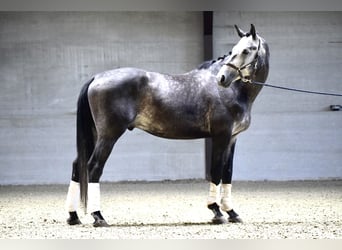 KWPN, Hengst, 4 Jahre, 175 cm, Rappschimmel