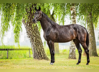 KWPN, Hengst, 4 Jahre, 175 cm, Schwarzbrauner