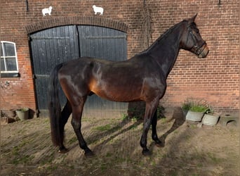 KWPN, Hengst, 4 Jahre, 180 cm, Dunkelbrauner