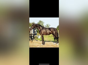 KWPN, Hengst, 4 Jahre, 180 cm, Schwarzbrauner