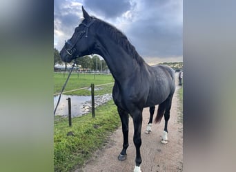 KWPN, Hengst, 4 Jahre, 180 cm, Schwarzbrauner