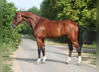 KWPN, Hengst, 4 Jahre, Rotbrauner