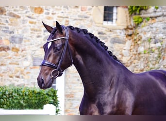 KWPN, Hengst, 5 Jaar, 167 cm, Zwartbruin