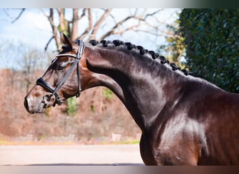 KWPN, Hengst, 5 Jaar, 167 cm, Zwartbruin