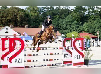 KWPN, Hengst, 5 Jaar, 168 cm, Vos