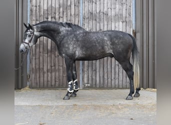 KWPN, Hengst, 5 Jaar, 175 cm, Appelschimmel