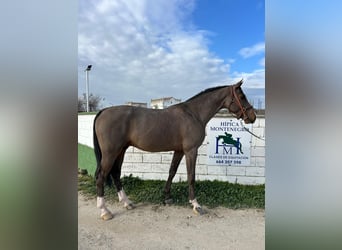 KWPN, Hengst, 5 Jaar