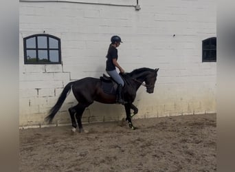 KWPN, Hengst, 5 Jahre, 156 cm, Schwarzbrauner