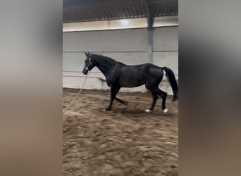KWPN, Hengst, 5 Jahre, 158 cm, Schwarzbrauner