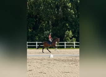KWPN, Hengst, 5 Jahre, 166 cm, Brauner