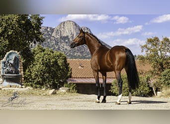 KWPN Mix, Hengst, 5 Jahre, 166 cm, Hellbrauner