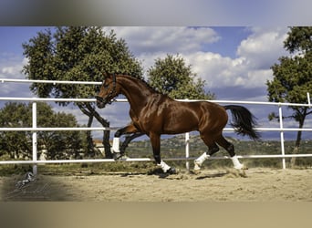 KWPN Mix, Hengst, 5 Jahre, 166 cm, Hellbrauner
