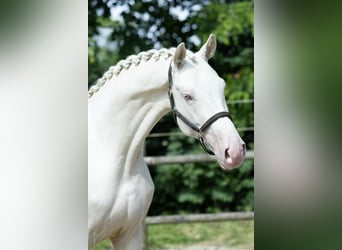 KWPN, Hengst, 5 Jahre, 167 cm, Cremello