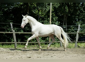 KWPN, Hengst, 5 Jahre, 167 cm, Cremello