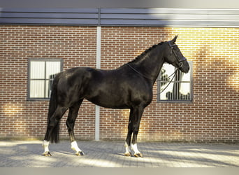 KWPN, Hengst, 5 Jahre, 167 cm, Rappe