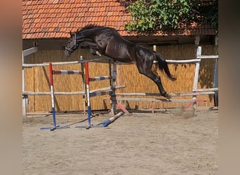 KWPN, Hengst, 5 Jahre, 170 cm, Rappe
