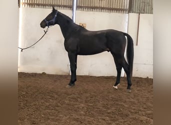 KWPN, Hengst, 5 Jahre, 170 cm, Rappe