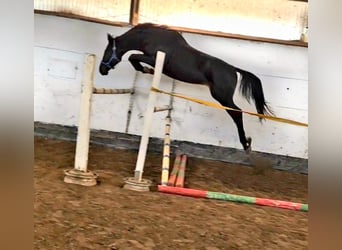 KWPN, Hengst, 5 Jahre, 170 cm, Rappe