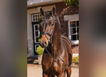 KWPN, Hengst, 5 Jahre, 172 cm, Schwarzbrauner