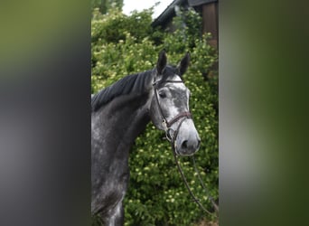 KWPN, Hengst, 5 Jahre, 175 cm, Apfelschimmel