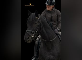 KWPN, Hengst, 5 Jahre, 175 cm, Rappe