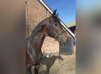 KWPN, Hengst, 5 Jahre, 178 cm, Dunkelbrauner