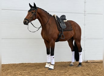 KWPN, Hengst, 5 Jahre, 180 cm, Rotbrauner