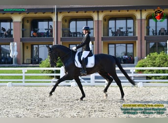 KWPN, Hengst, 5 Jahre