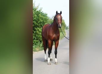 KWPN, Hengst, 5 Jahre, Rotbrauner