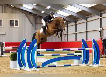 KWPN, Hengst, 6 Jaar, 166 cm, Bruin