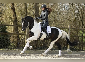 KWPN, Hengst, 6 Jaar, 166 cm, Gevlekt-paard