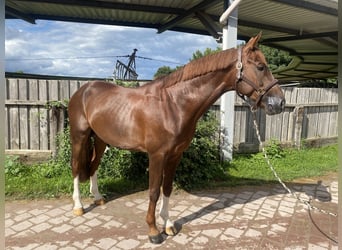 KWPN, Hengst, 6 Jaar, 167 cm, Donkere-vos